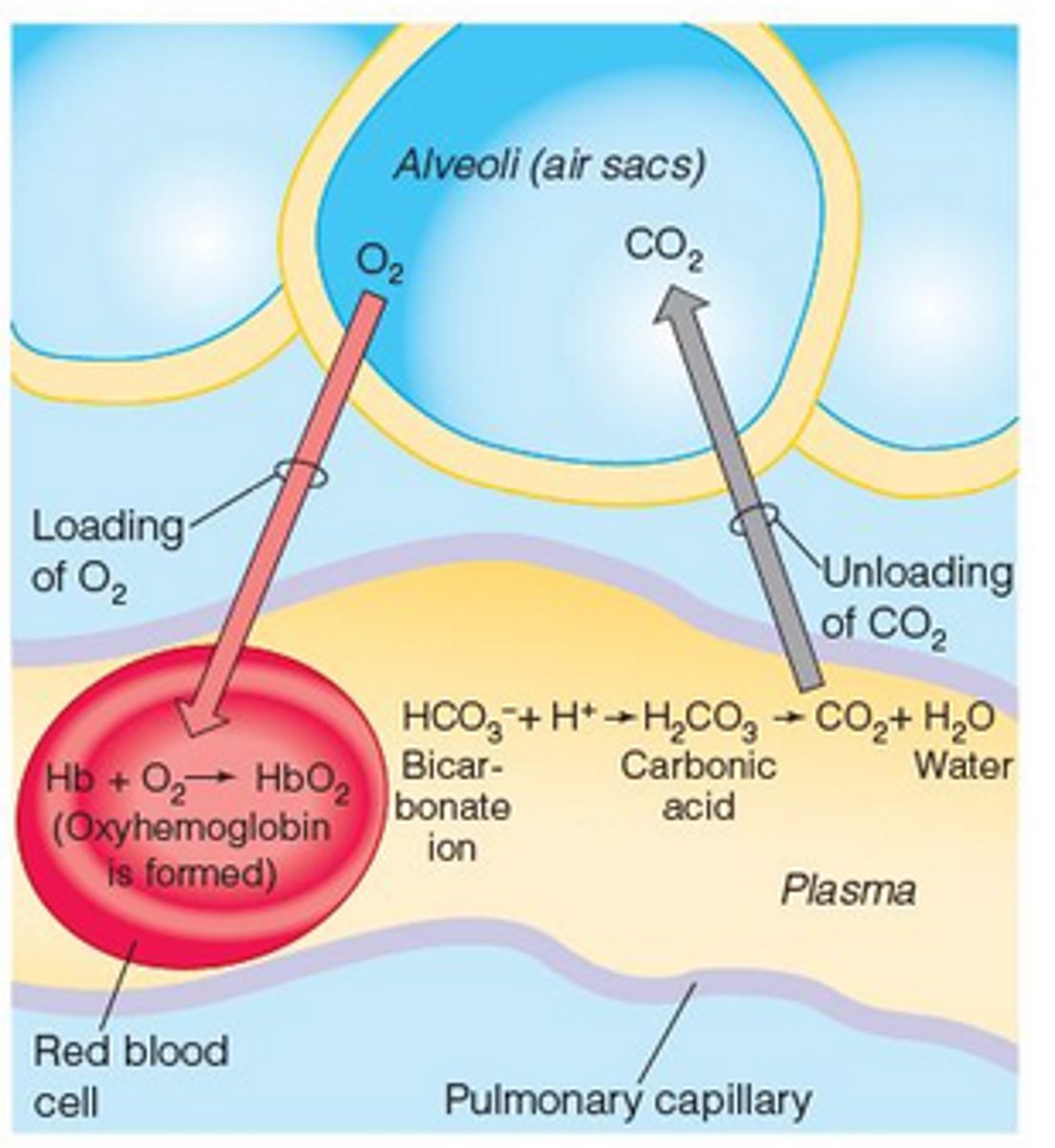 <p>The lungs and associated structures make up this system</p>