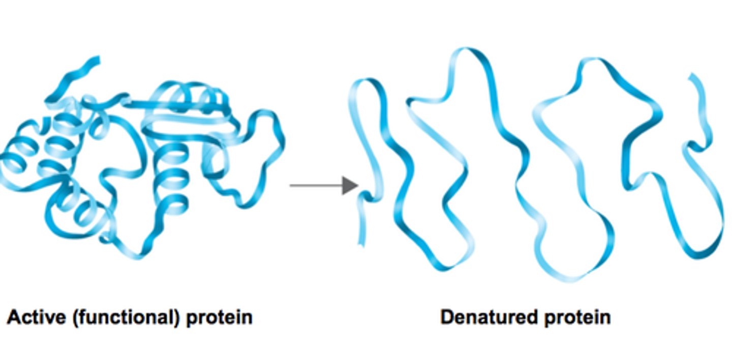 <p>● High or low pH increases permeability</p><p>○ Transport proteins denature as H / ionic bonds break, changing tertiary structure</p>