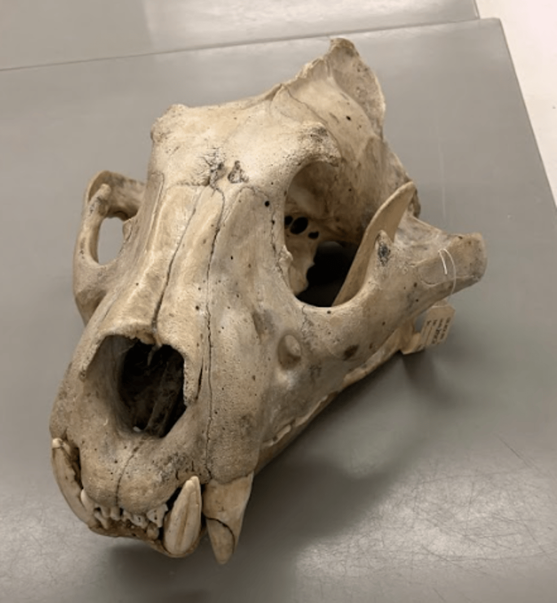 <p>What is this specimen?</p>