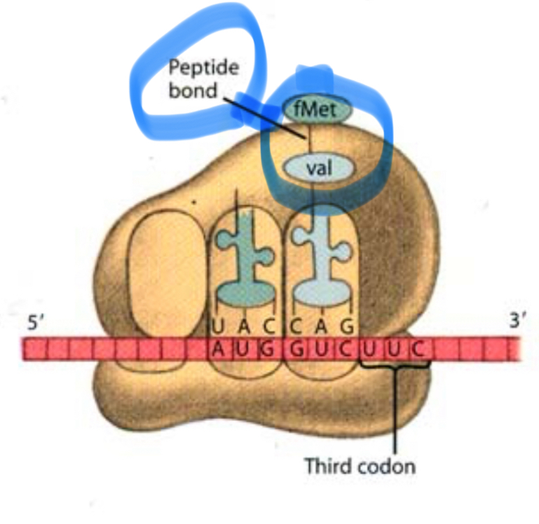 <p>A <strong>peptide bond</strong>.</p>