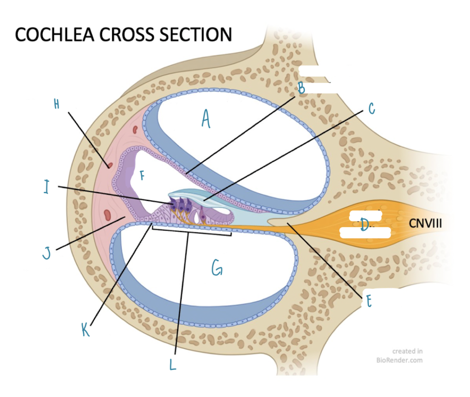 <p>Name the part of the cochlea labeled A</p>