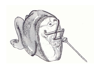 <p>Around the spinal column - but have it diagonal</p>