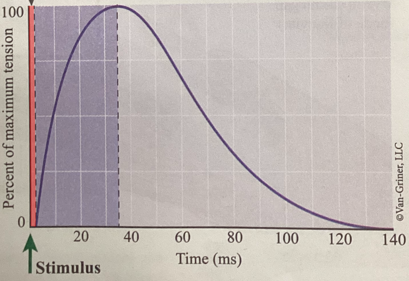 <p>What phase of an isometric twitch is shown?</p>