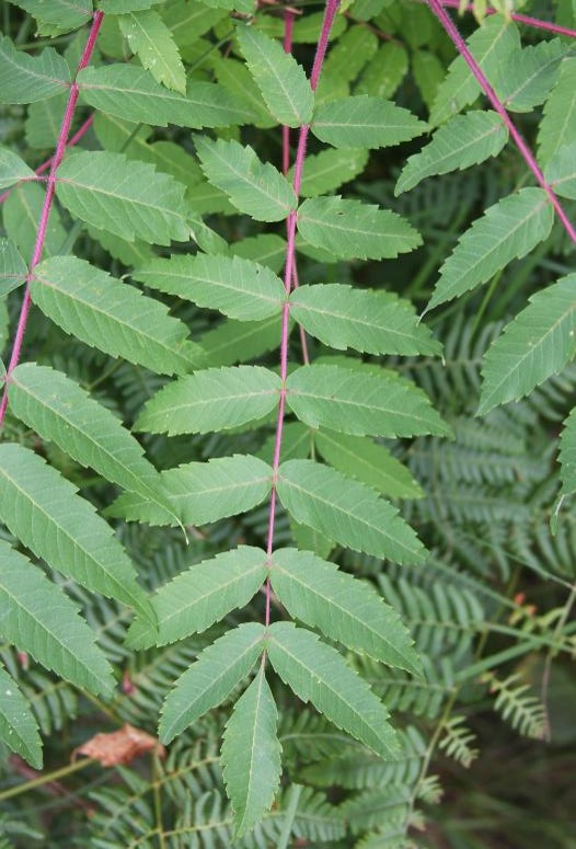 <p>Staghorn sumac</p>