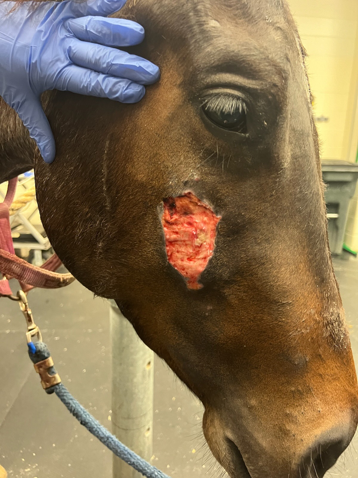 <p>Which parasites are found in the stomach of horses / donkeys, and are known to cause ‘summer sores’?</p>