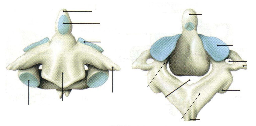 <ul><li><p>corps de C2 atypique : a un bec qui correspond au processus odontoïde → s&apos;articule avec l&apos;arc ant de C1</p></li><li><p>2 facettes cartilagineuses : une vers l&apos;avant et l&apos;autre à l&apos;arrière</p></li><li><p>les 2 PA sup/inf de C2 ne sont pas alignés (pas dans le même plan) !!!! → jonction très fragile + très large</p></li><li><p>processus de C2 = bifide !!!!!!!!!!!!!!</p></li></ul>