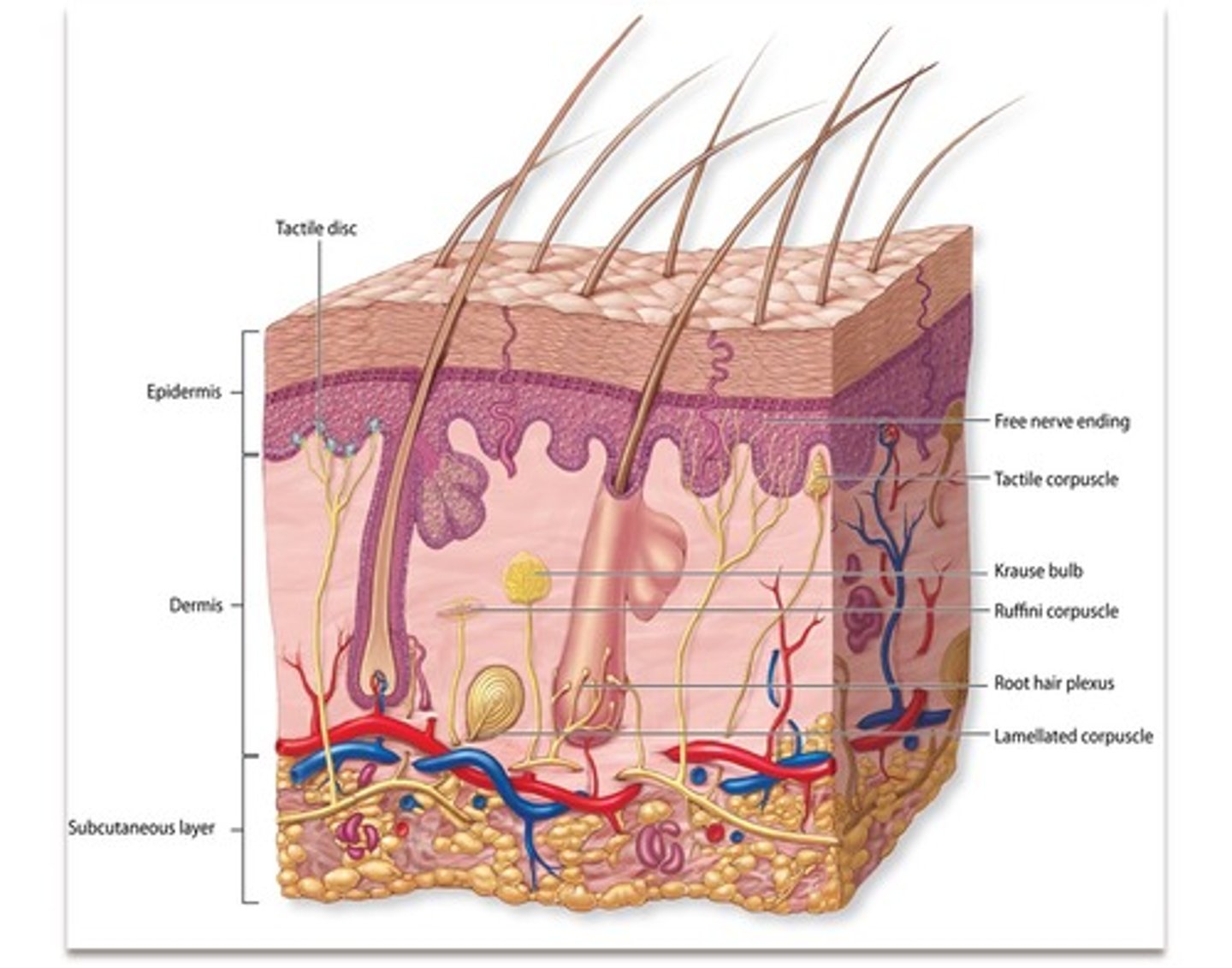 <p>in dermis, detect deep touch</p>
