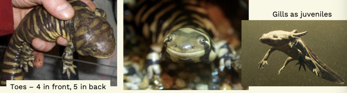 <p>Ambystoma mavortium - Western Tiger Salamander</p>