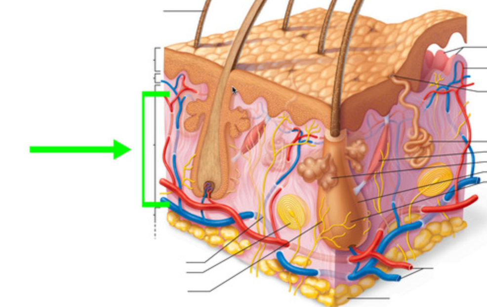 <p>Which layer of the dermis is this?</p>