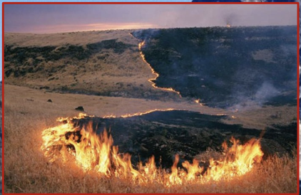They vary in intensity but most move relatively slowly.

\
Crown fires move rapidly through the forest canopy by flaming combustion.

\
They can be fed by surface fires that move up limbs or tree trunks, or they may spread indepently 

\
Intermittent crown fires consume the tops of some trees in an area.

\
Continuous crown fires consume the tops of all trees 

They are driven by strong winds and are common in boreal forests.