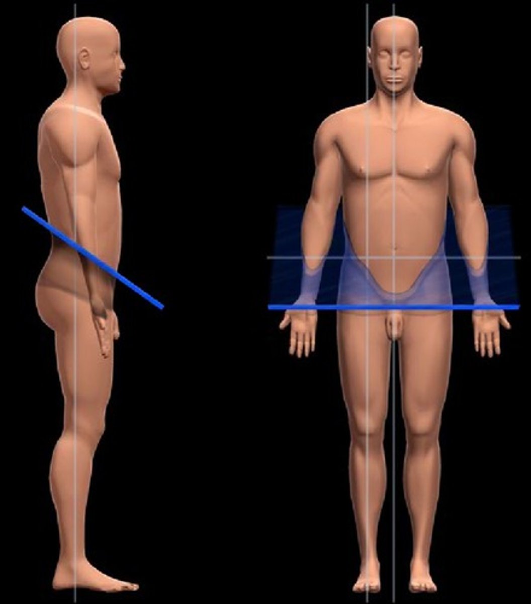 <p>divides the body at an angle</p>
