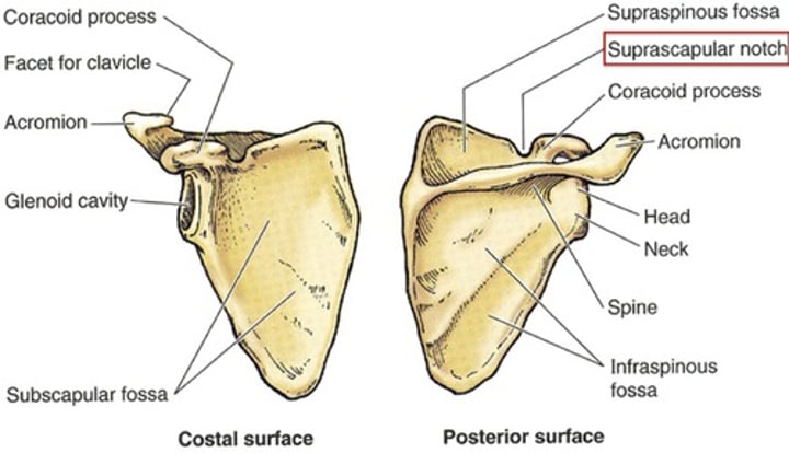 <p>Landmarks: acrommion, scapular spine, glenoid cavit</p><p>- acromioclavicular joint(clavicle)</p><p>- glenohumeral joint(humerus)</p>