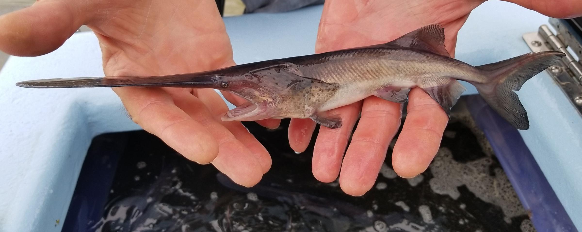 <p>family of paddlefish </p><p>2 extant species </p><p>Anatomy: </p><p>→ heterocercal tail</p><p>→ unrestricted notochord </p><p>→ Cartilaginous skeleton w/ osffiied headbones </p><p>→ two small barbels </p><p>→ no scutes or scales </p><p>Behavior: </p><p>→ pelagic feeders on zooplankton and fish </p><p>Sensory organ: </p><p>→ Rostral paddle: contains electroreceptors(Ampullae of Lorenzi) used to detect prey</p>