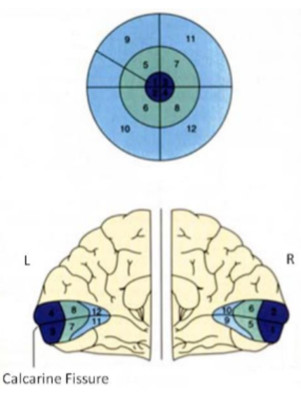 <ul><li><p>Each hemifield is represented in the contralateral hemisphere.</p></li><li><p>Fovea at occipital pole and increasingly peripheral regions are represented towards middle of the brain.</p></li></ul><p></p>