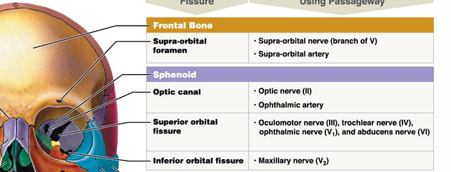 <p>branch of cranial V nerve, and supraorbital artery passes through to supply eyebrow, lid, frontal sinus </p>