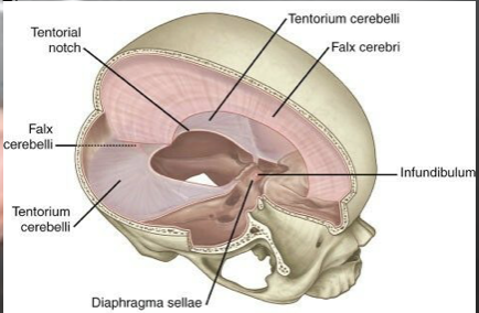 <p>most outer layer</p><ul><li><p>strong thick and dense membrane</p></li><li><p>surrounds the Venus channels carrying blood from brain to heart</p></li><li><p>3 septa:</p><ul><li><p>falx cerebri: lies between the two hemispheres of the brain </p></li><li><p>tentorium cerebelli: gives a strong membranous roof over the cerebellum </p></li><li><p>falx cerebelli: projects downward from the tentorium cerebelli between the two cerebellar hemispheres </p></li></ul></li></ul><p></p>