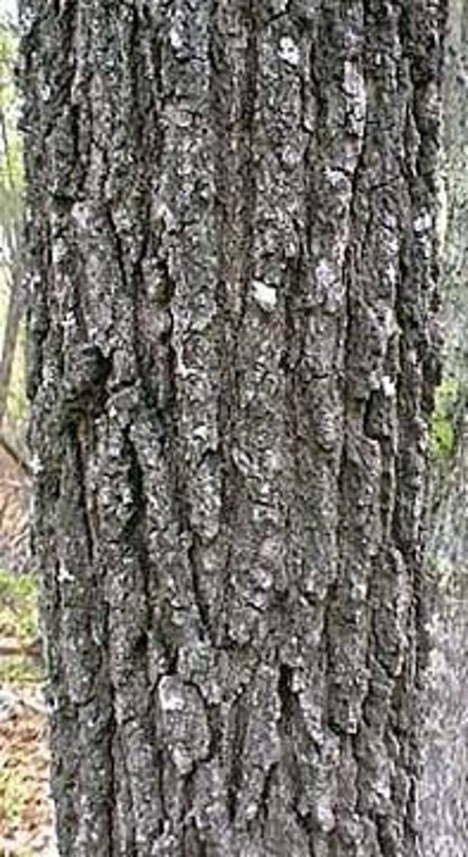 <p>Inactive cells that form protection for inner bark.</p>