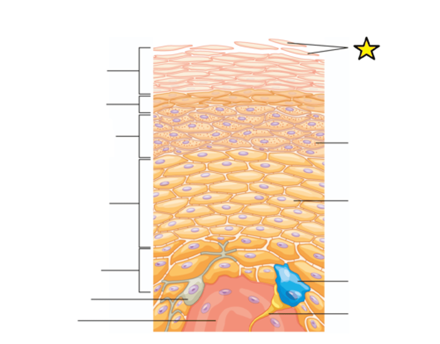 <p>Protein filled cells that are no longer alive.</p>