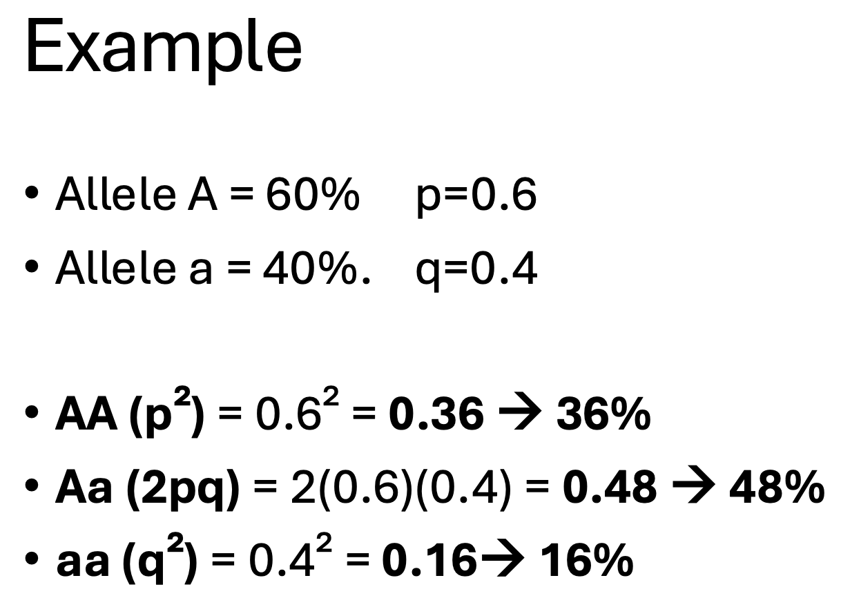 <p>Assumptions:<br>• No selection<br>• No mutation<br>• No migration<br>• Large population </p><p>• Random mating</p>