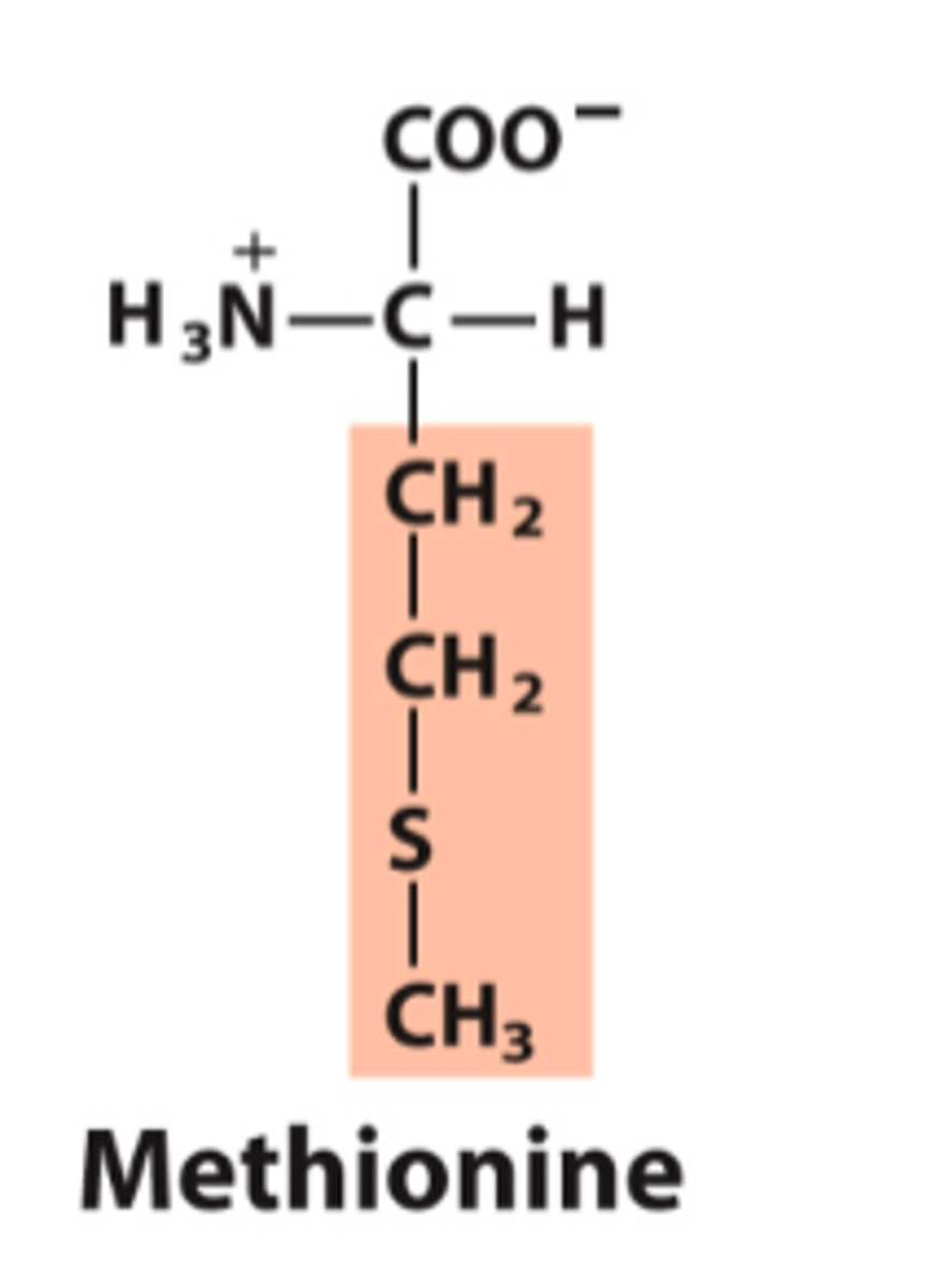 <p>What is the classification of this amino acid's R group?</p>