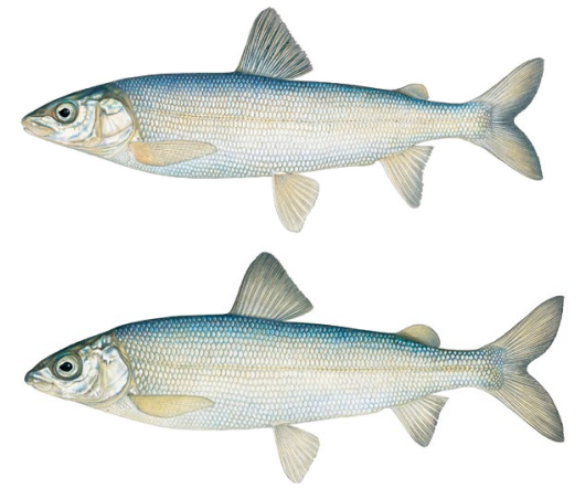 <p>“These two fish are indistinguishable at sizes of less than 10 inches in length.”</p>
