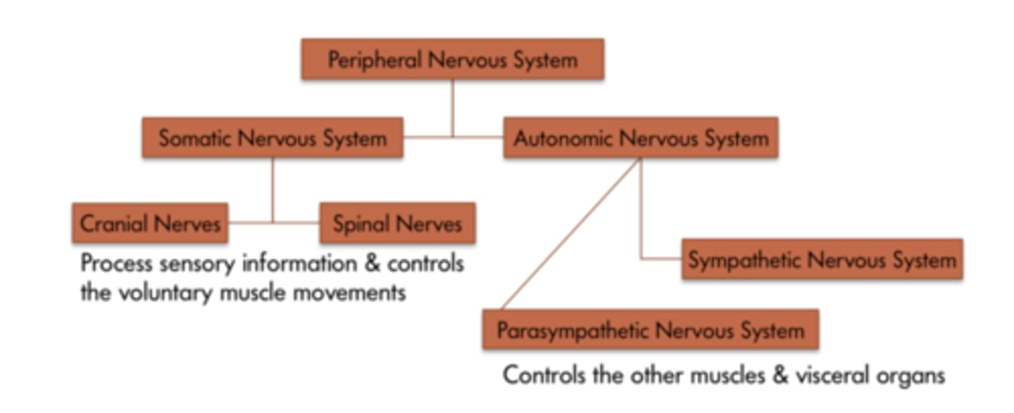 <p>Peripheral divided into somatic and autonomic nervous systems</p><p>Autonomic nervous: sensory information an involunterary muscles movement. </p><p>Somatic nervous system: volitional actions</p>