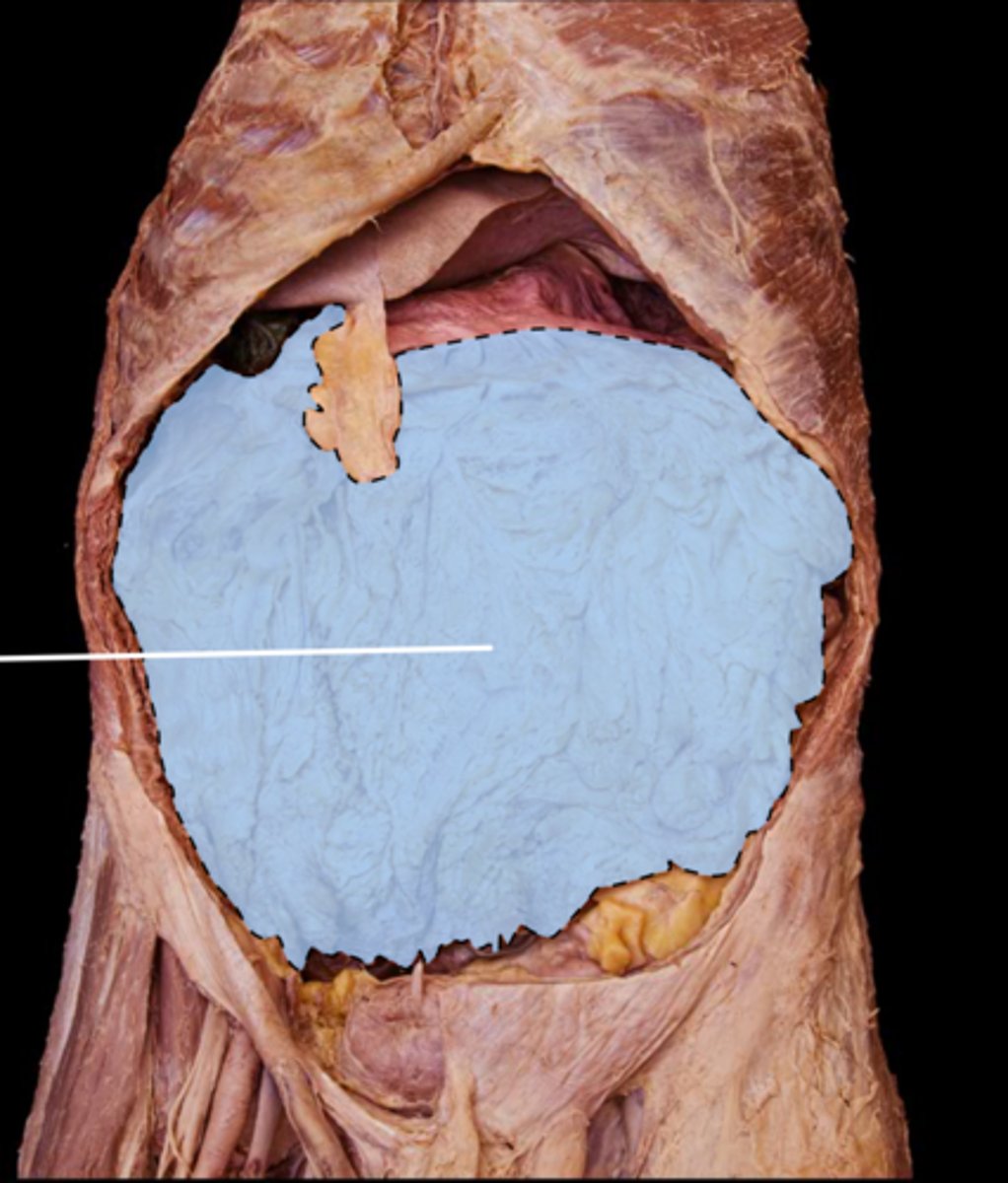 knowt flashcard image