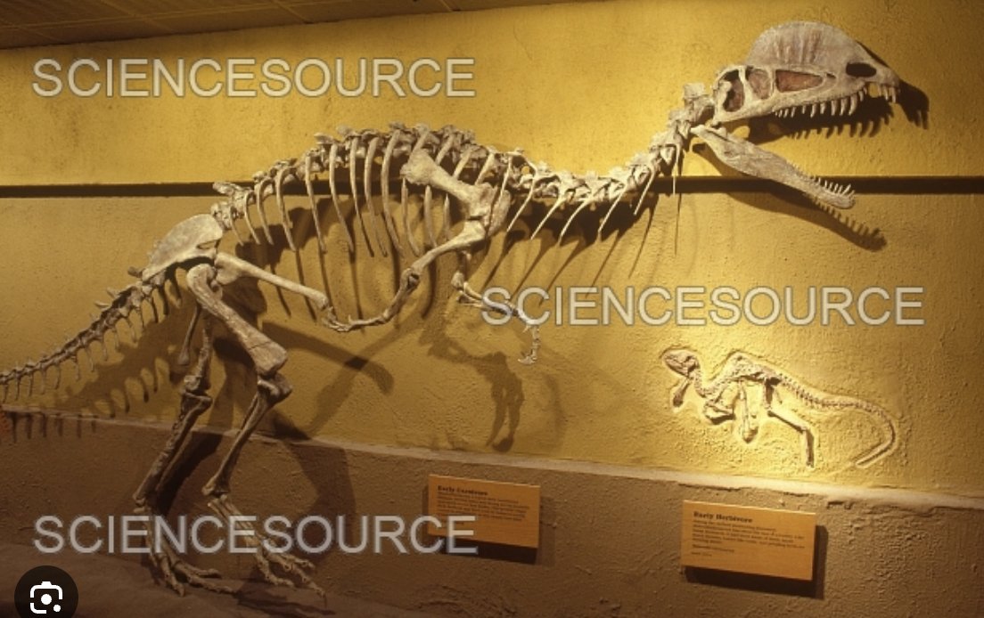 <p>Genus</p>