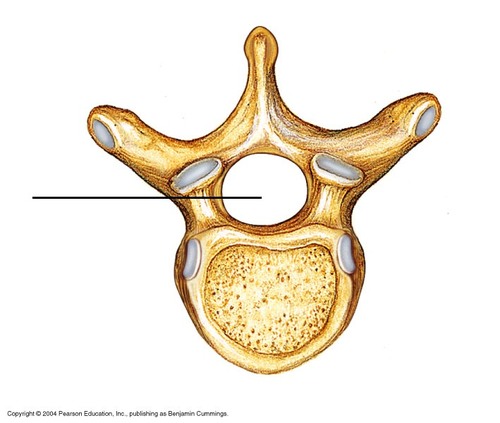 <p>large hole for spinal cord</p>