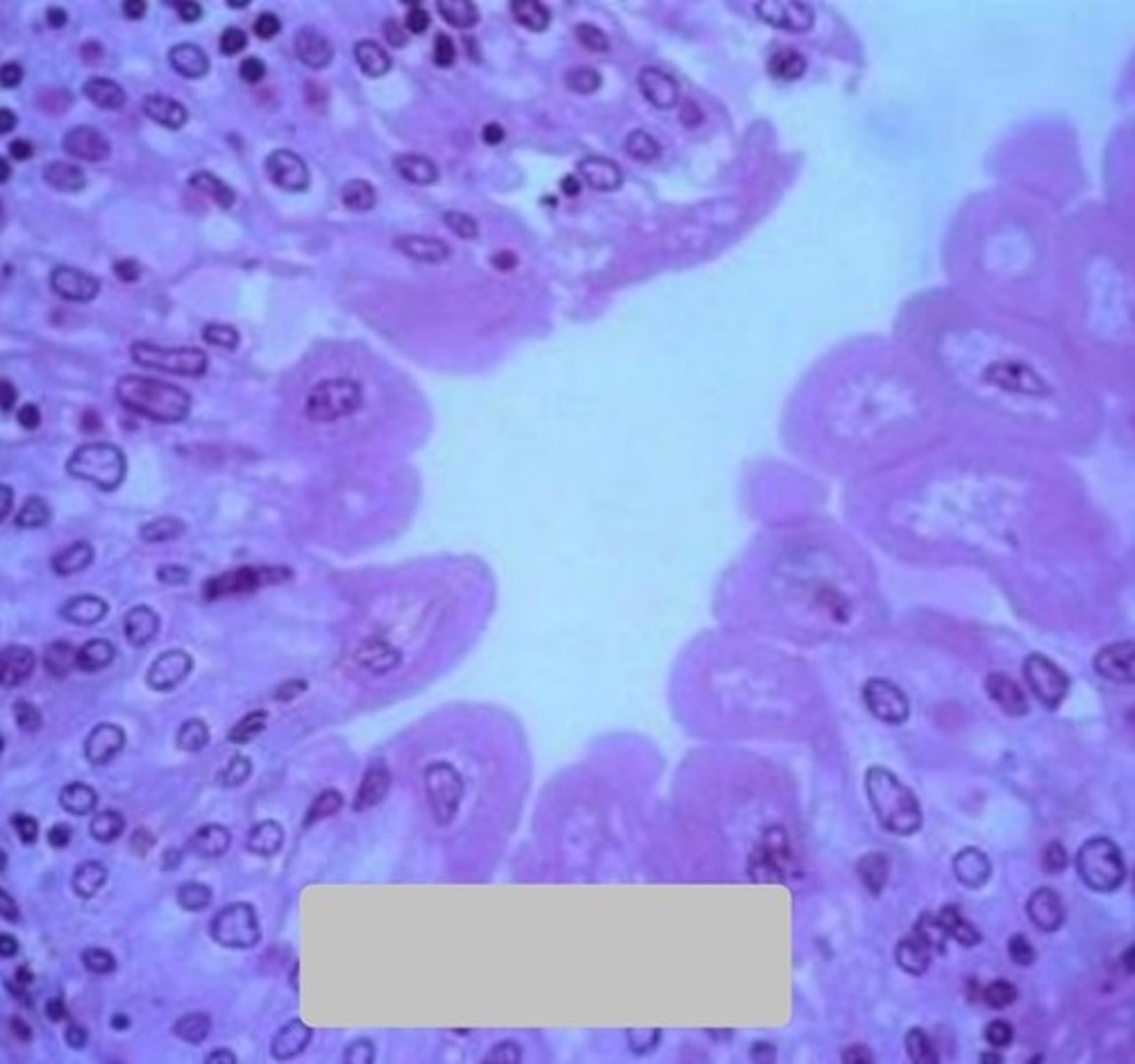 <p>what is pictured?</p>