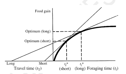 According to optimal foraging (Charnov’s marginal value theorem as shown on the right), an alligator would be most likely to leave its present gator hole if 

A. The next hole is large 

B. The next hole is nearby 

C. Food quality is decreasing in the present hole 

D. (A) and (B) 

E. (B) and (C) 