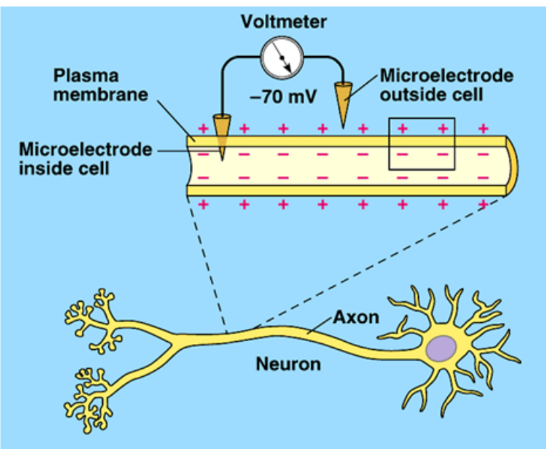◻ Neurons generate and conduct electrical signals by pumping positively charged ions (Na+ and K+) across their membrane 

 There is an unequal distribution of ions on each side of the membrane which creates a charge difference called a membrane potential