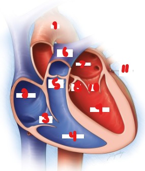<p>List the crossed-out structures on this image. </p>