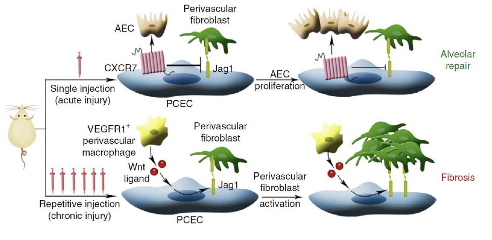 <p>Acute injury:</p><ul><li><p>CXCR7 promotes alveolar epithelial cell proliferation → repairs alveolae</p></li></ul><p>Chronic injury (repeat injury):</p><ul><li><p>Recruits VEGFR1+ macrophages</p></li><li><p>Wnt/Beta-catenin → of Jag1</p></li><li><p>Jag1 → Notch on fibroblasts →vpromote fibrosis </p></li></ul><p></p>
