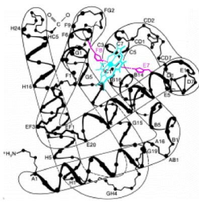 <ul><li><p><strong>Haeme </strong>is positioned within a hydrophobic pocket of <strong>each globin subunit</strong></p></li><li><p>Non-covalent interactions with approximately 18 residues</p><ul><li><p>mainly from apolar side chains + apolar regions of the porphyrin</p></li><li><p>stabilize the haeme</p></li><li><p>80 interactions</p></li></ul></li></ul><p></p>