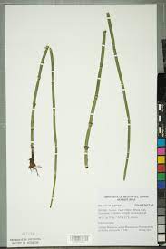 <p>Equisetum hyemale</p>