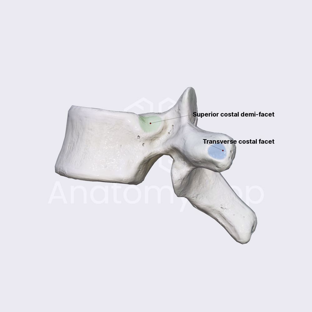 <p><span><span>small, smooth, concave surfaces on the sides and transverse processes of thoracic vertebrae that act as </span><u><span>attachment points for the ribs</span></u></span></p>