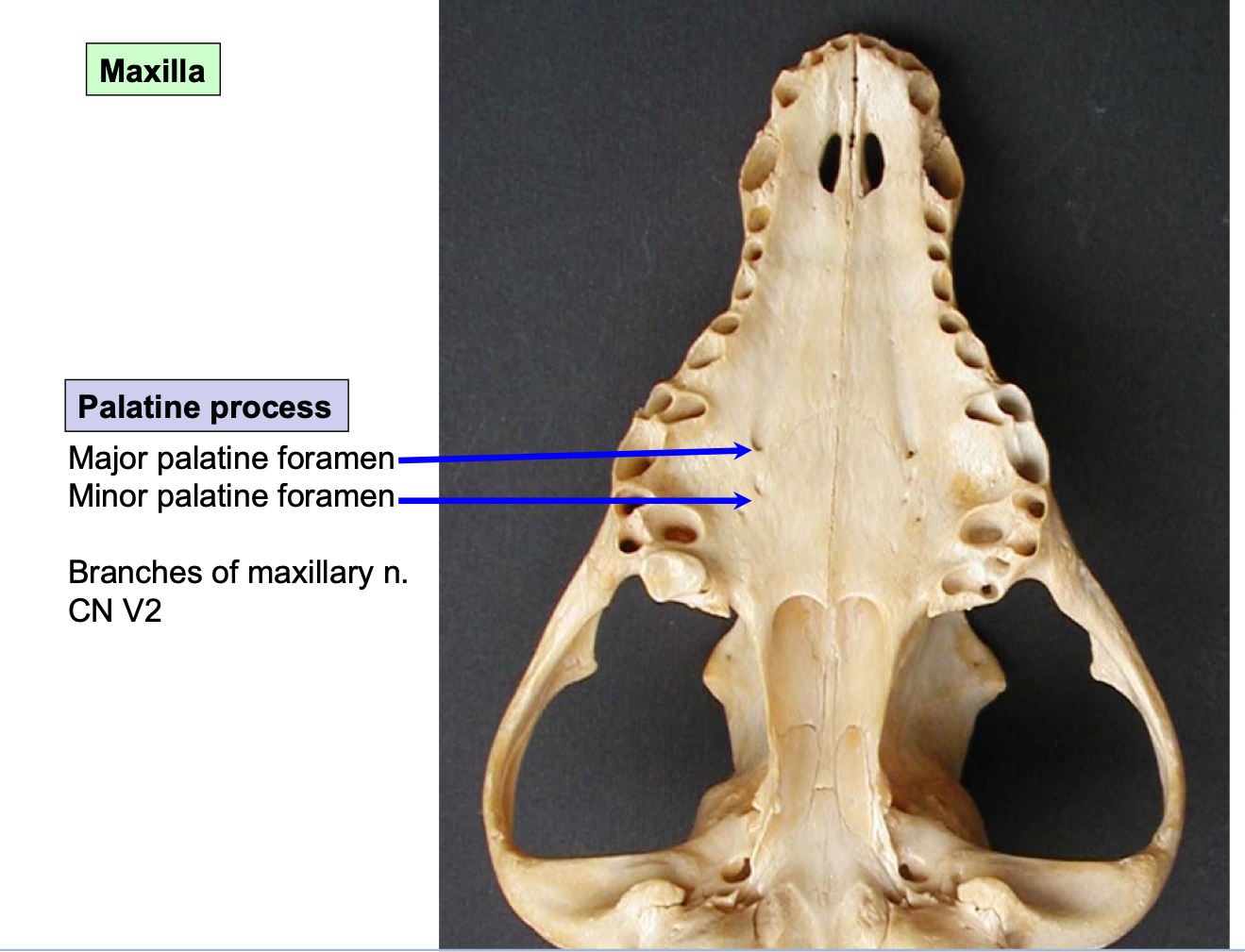 knowt flashcard image