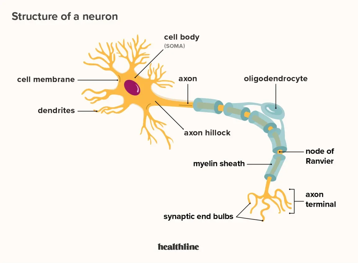 <p>Dendrites: recieve signals from other neurons </p><p>Cell Body (Soma): contains the nucleus and organelles; processes incoming signals and is responsible for all biosynthetic activity </p><p>Axon Hillock: Initiates/generates action potentials </p><p>Axon: transmits electrical signals away from the cell body </p><p>Myelin Sheath: increases signal conduction speed </p><p>Nodes of Ranvier: gaps in myelin that enable saltatory conduction </p><p>Axon Terminals: release neurotransmitters to communicate with other neurons or effectors </p>