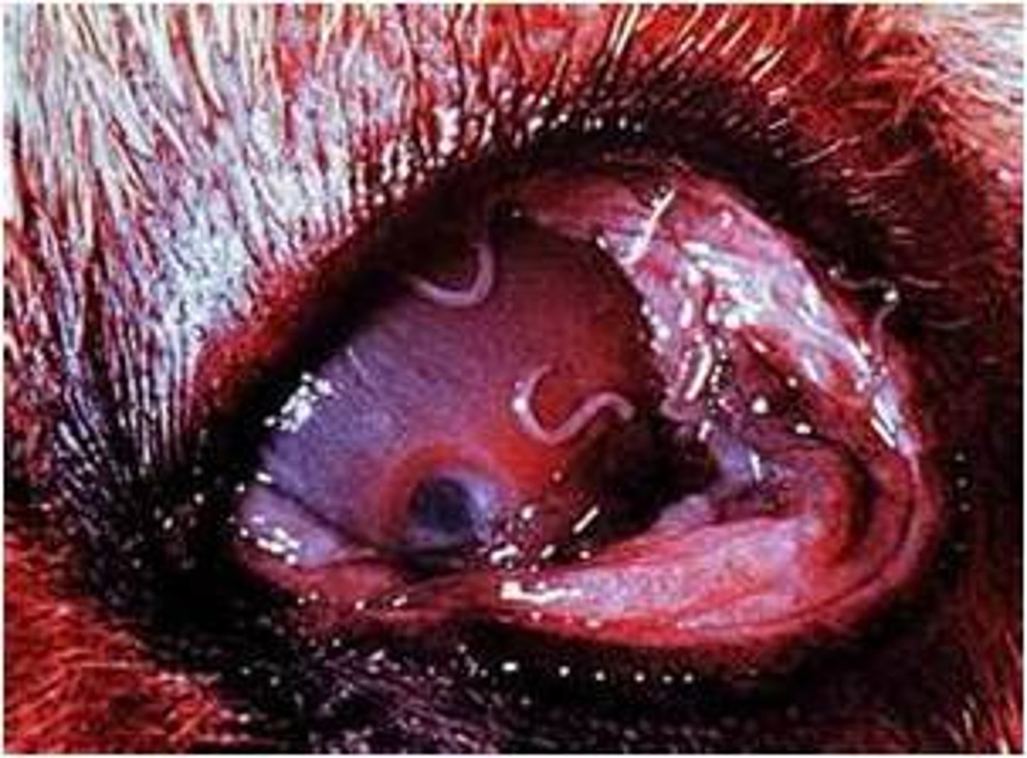 <p>eyeworm of canines and felines</p>