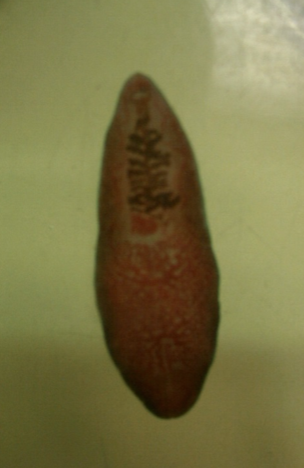 term image