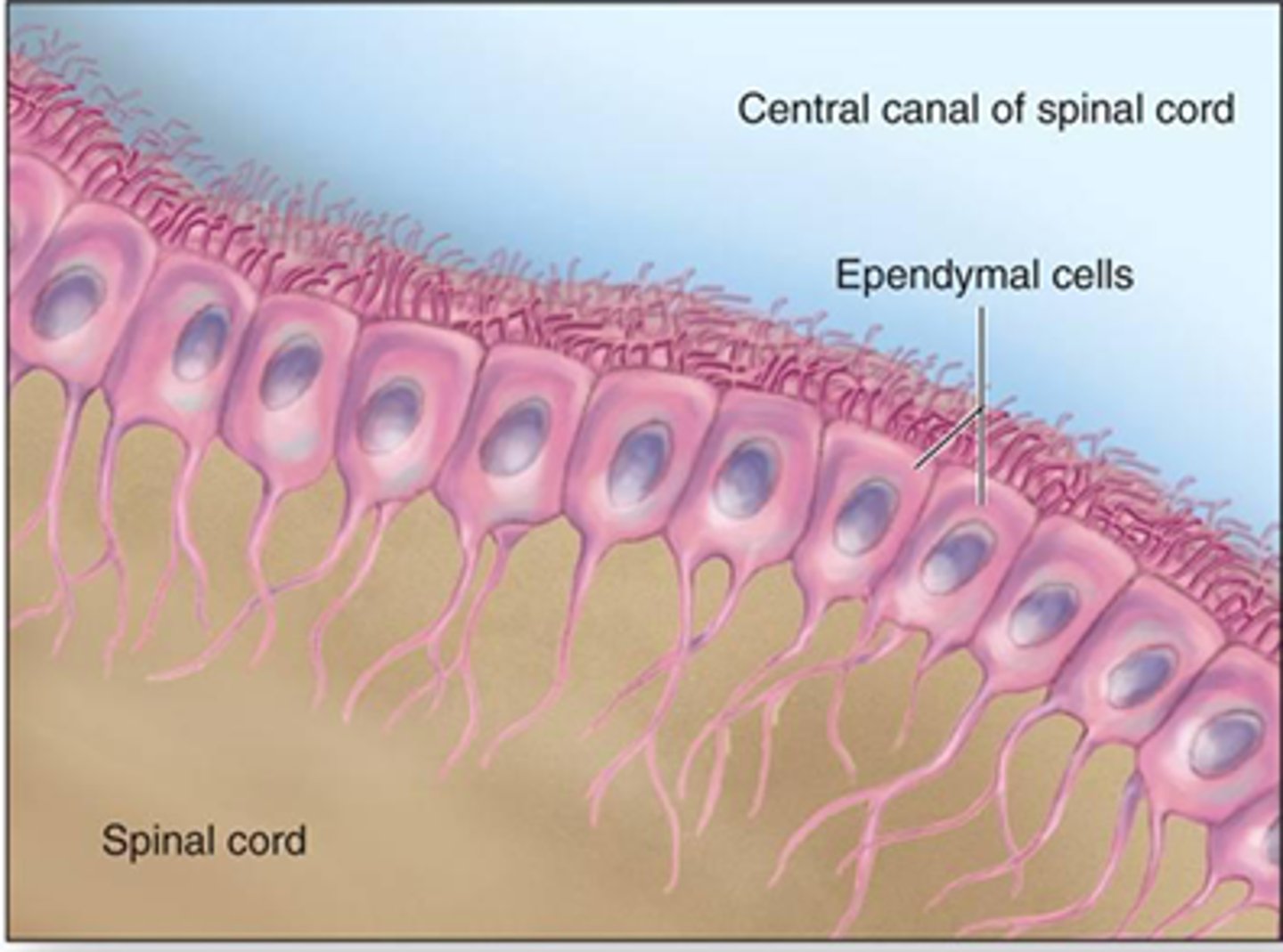 <p>ependymale cel </p>
