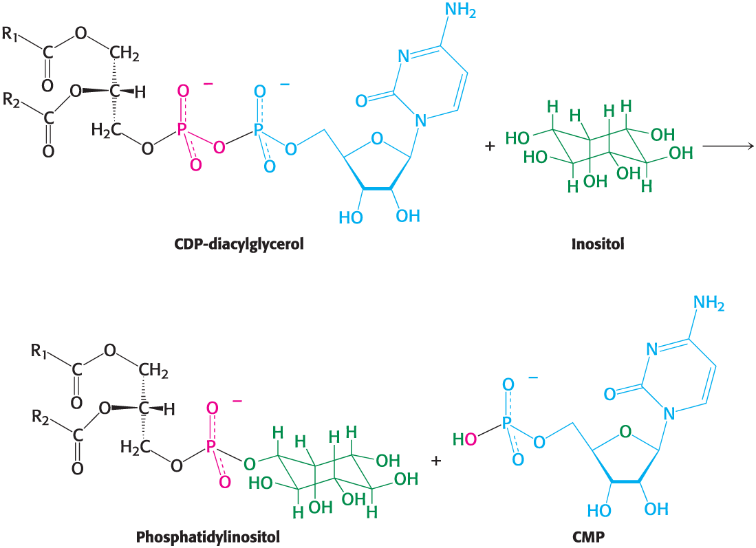 <p>phosphatidylinositol ; cytidine monophosphate (CMP)</p>