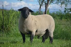 <p>meat/ medium wool breeds</p>