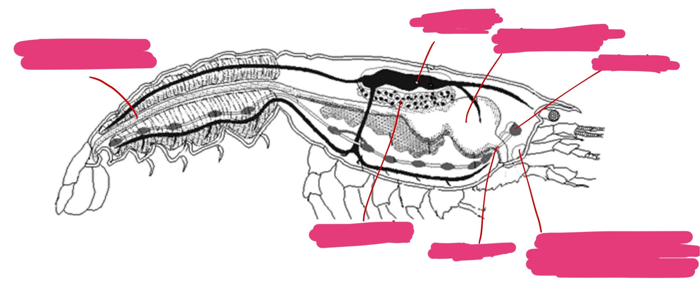 <p>Label + Identify (Grouping(s), Phylum, Subphylum, Class, Order)</p>