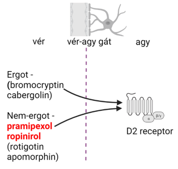 <p>Pl.: Pramipexole, Ropinirole</p><p>Mellékhatások:</p><ul><li><p>Ergotnál biztoságosabbak</p></li><li><p>Levodopához hasonlóak, de az akut hatások (pl. hányinger) súlyosabbak</p></li><li><p>Nappali fáradtság, álmosság<sub>2a</sub></p></li></ul><p></p>