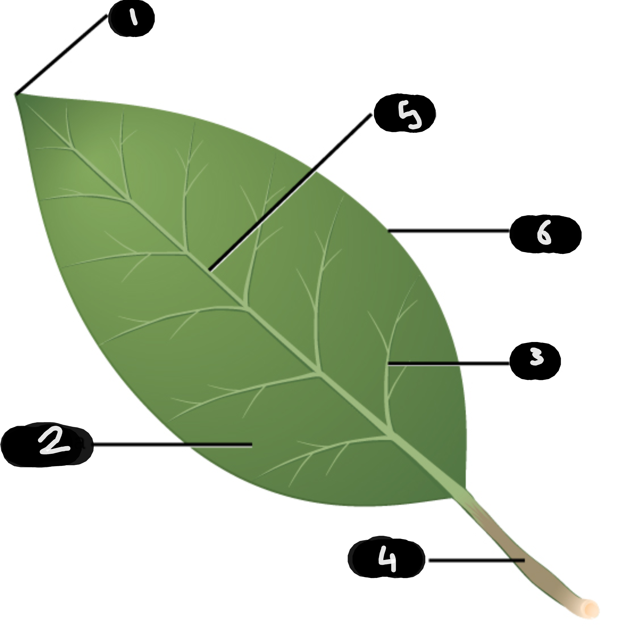<p>name number 5</p>