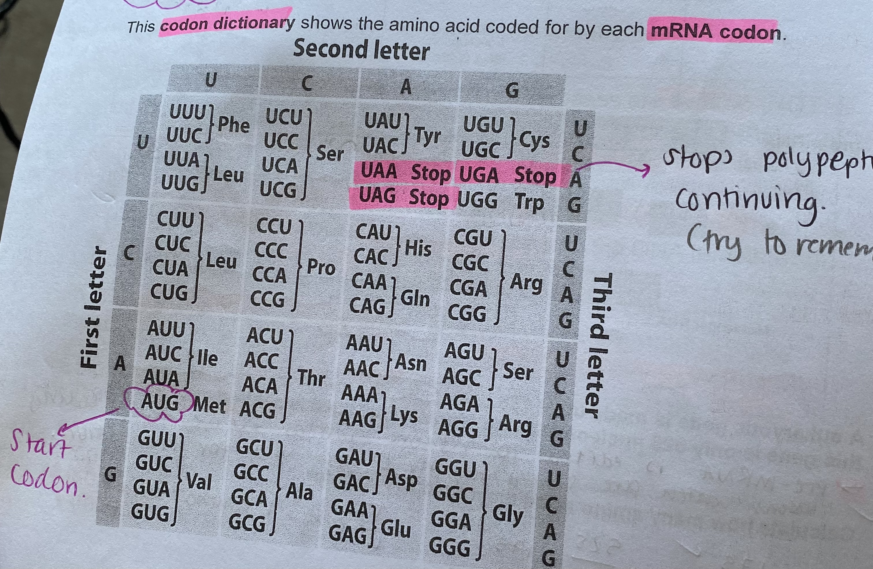 <p>the codon dictionary </p>