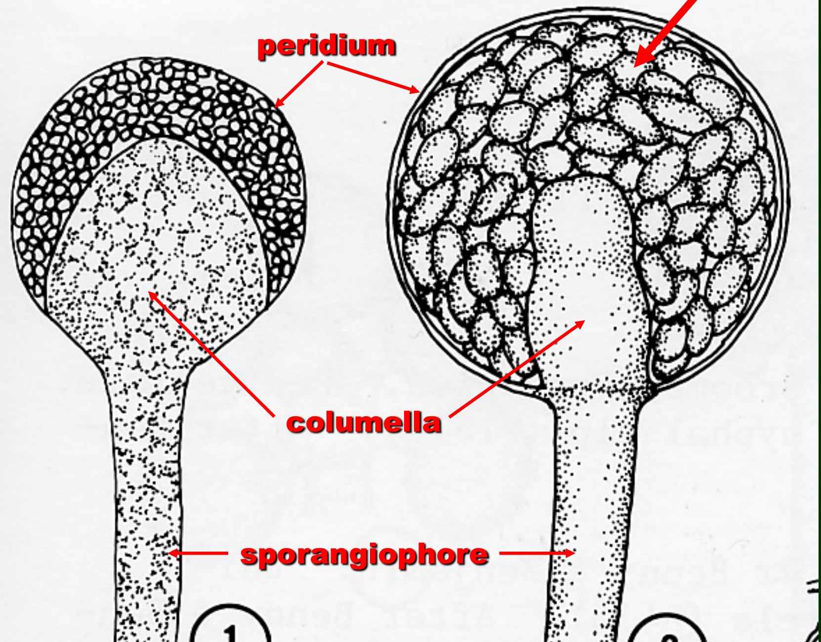 term image