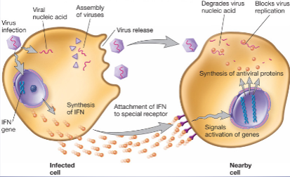 lytic cycle, interferons; process to treat cancer